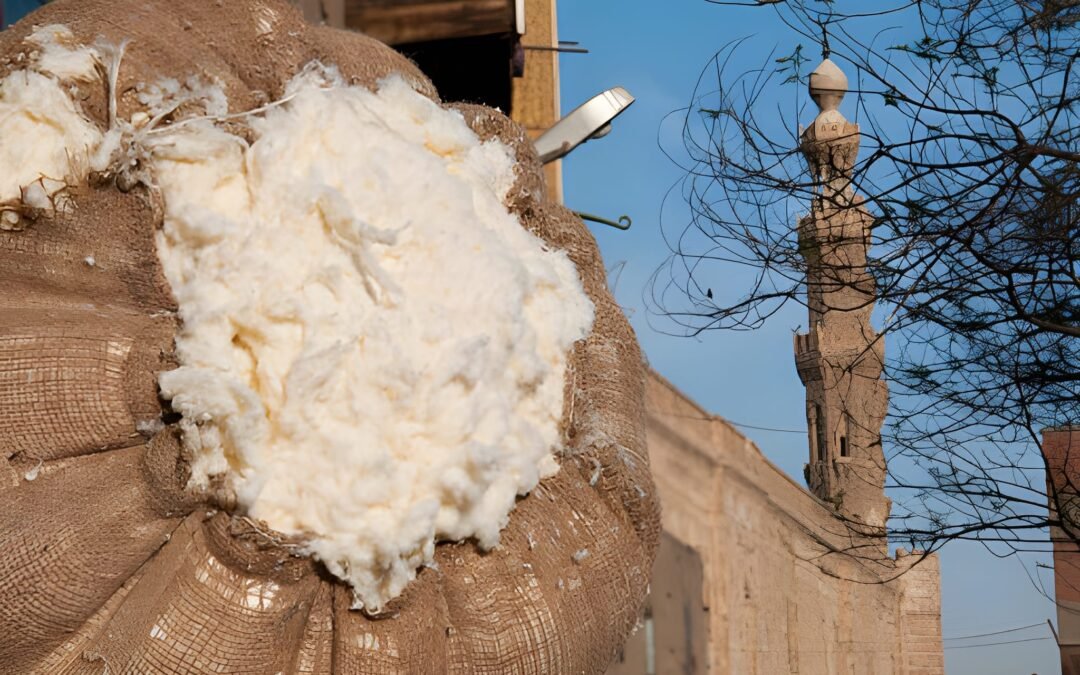 Alexandria Bibliotheca